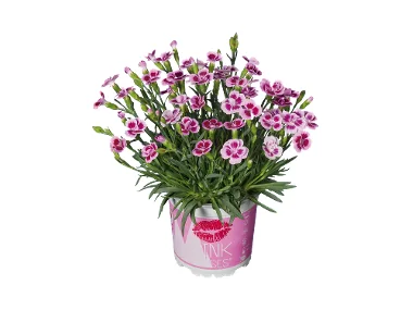 Dianthus Pink Kisses