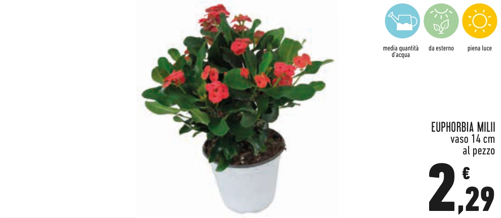 EUPHORBIA MILII