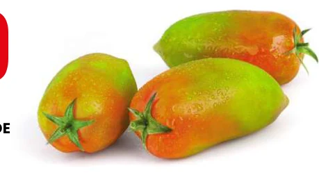 CAVOLO CAPPUCCIO BIANCO