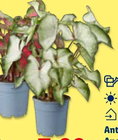 Anthurium Andraeanum Vaso Ø 12 cm Altezza 35-45 cm