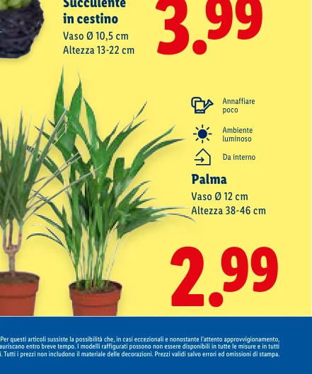 Palma Vaso Ø 12 cm Altezza 38-46 cm