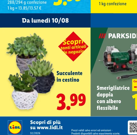 Succulente in cestino