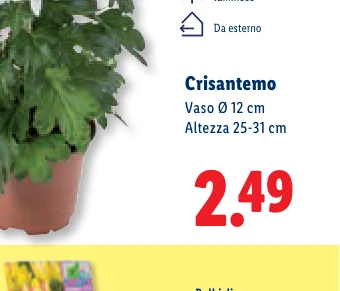 Crisantemo Vaso Ø 12 cm Altezza 25-31 cm