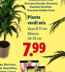 Dracaena Janet Lind, Dracaena Dorado, Dracaena Hawaian Sunshine, Dracaena Golden Coast