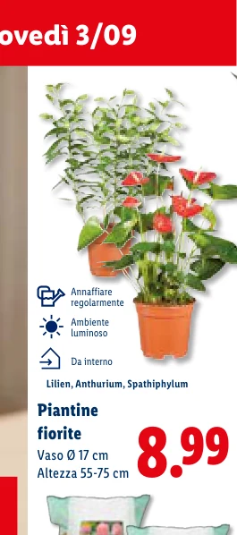 Lilien, Anthurium, Spathiphylum