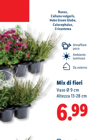 Mix di fiori Vaso Ø 9 cm Altezza 13-28 cm