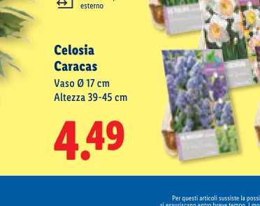 Celosia Caracas Vaso Ø 17 cm Altezza 39-45 cm
